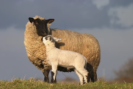 Domestic sheep with lamb