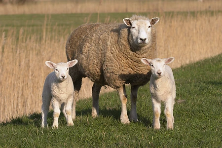 Sheeps