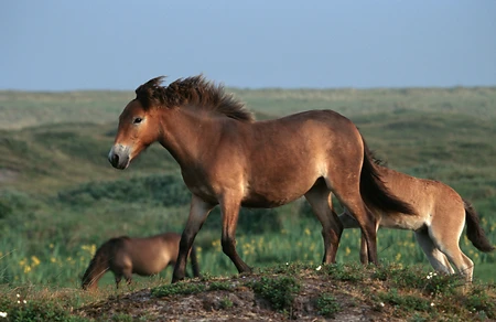 Exmoor pony, De Bollekamer, Texel, Netherlands