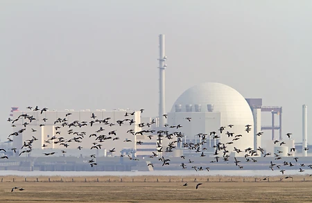 Nonnengänse vor dem Atomkraftwerk Brokdorf - Branta leucopsis
