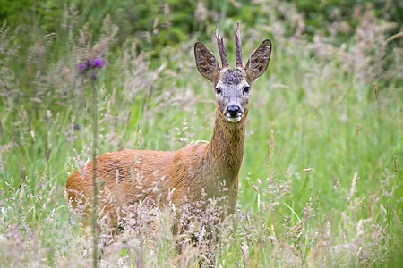 Roebuck, Schleswig-Holstein, Germany