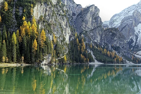 Herbstlich verfärbte Lärchen mit Spiegelung im Lago di Braies oder Pragser Wildsee, Dolomiten, Südtirol, Italien
