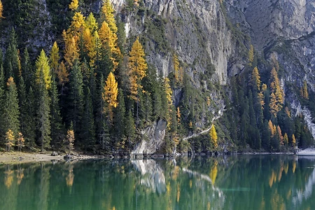 Herbstlich verfärbte Lärchen mit Spiegelung im Lago di Braies oder Pragser Wildsee, Dolomiten, Südtirol, Italien