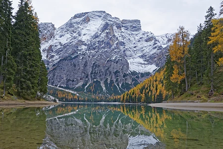 Herbstlich verfärbte Lärchen mit Spiegelung im Lago di Braies oder Pragser Wildsee, Dolomiten, Südtirol, Italien