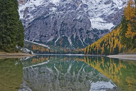 Herbstlich verfärbte Lärchen mit Spiegelung im Lago di Braies oder Pragser Wildsee, Dolomiten, Südtirol, Italien