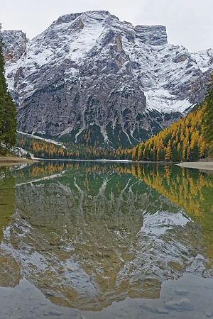Herbstlich verfärbte Lärchen mit Spiegelung im Lago di Braies oder Pragser Wildsee, Dolomiten, Südtirol, Italien