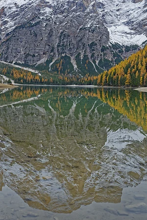 Herbstlich verfärbte Lärchen mit Spiegelung im Lago di Braies oder Pragser Wildsee, Dolomiten, Südtirol, Italien