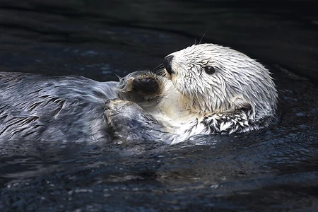 Sea Otter