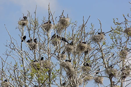 Colony of Cormorants, Rügen, Germany