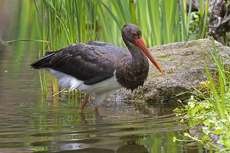 Black Stork