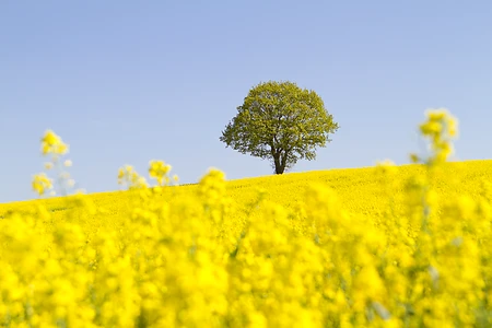Rapeseed blossom